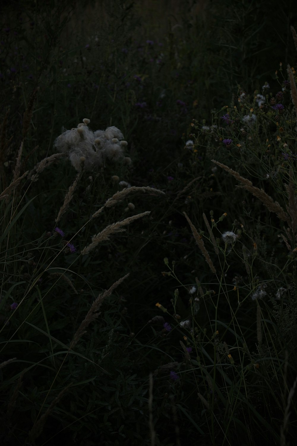 a group of flowers in a field