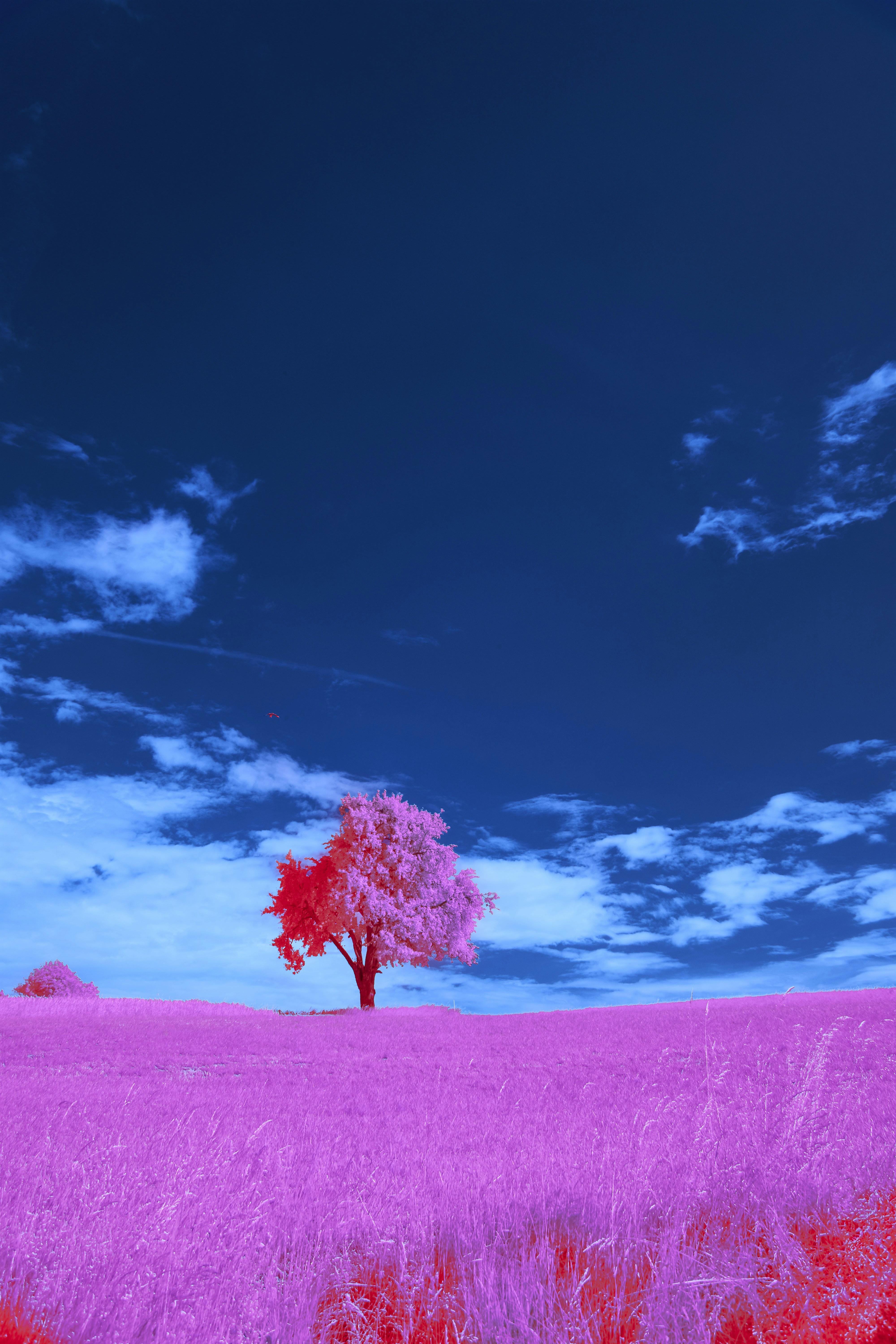 Photo by wolfgang_hasselmann