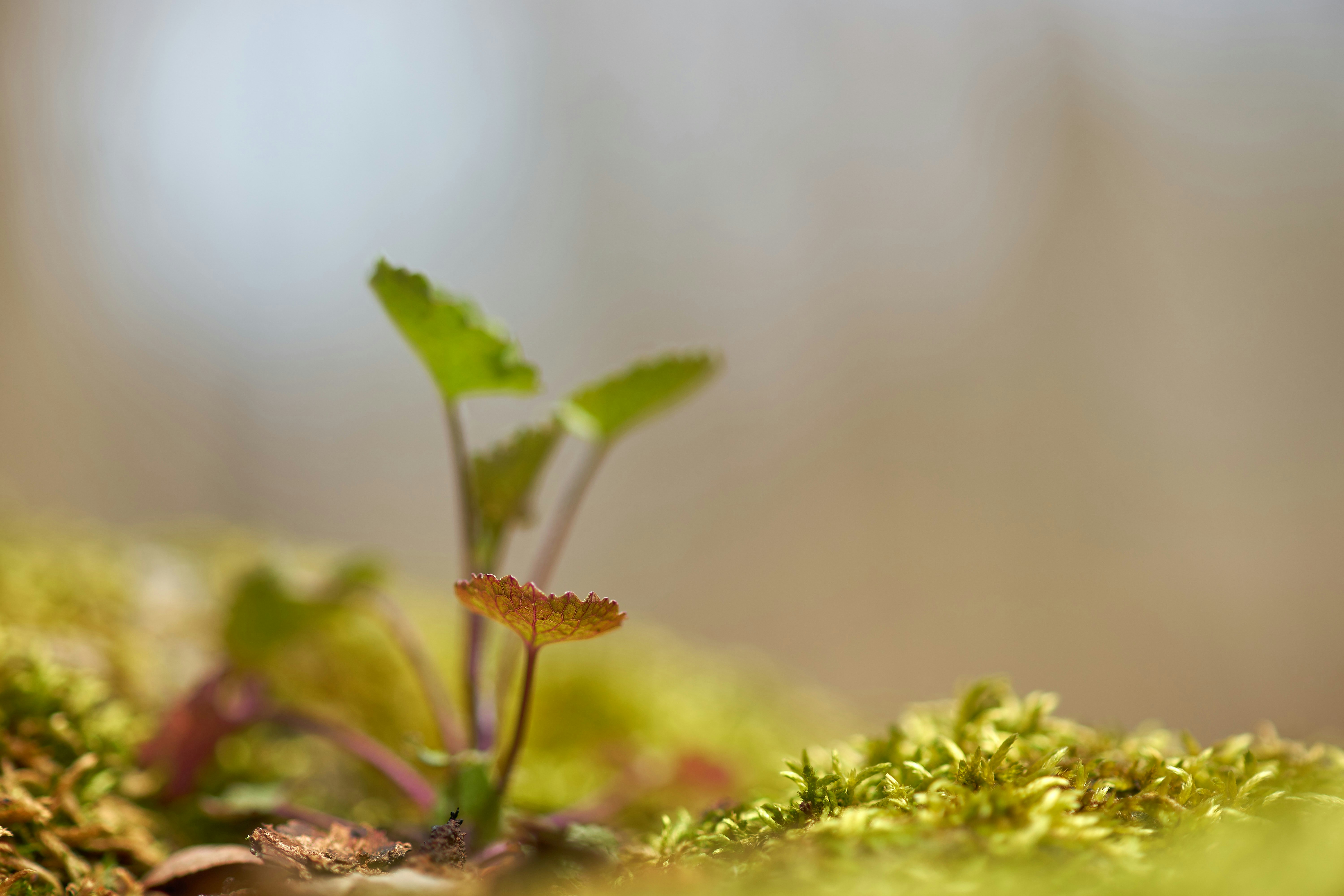 Photo by wolfgang_hasselmann