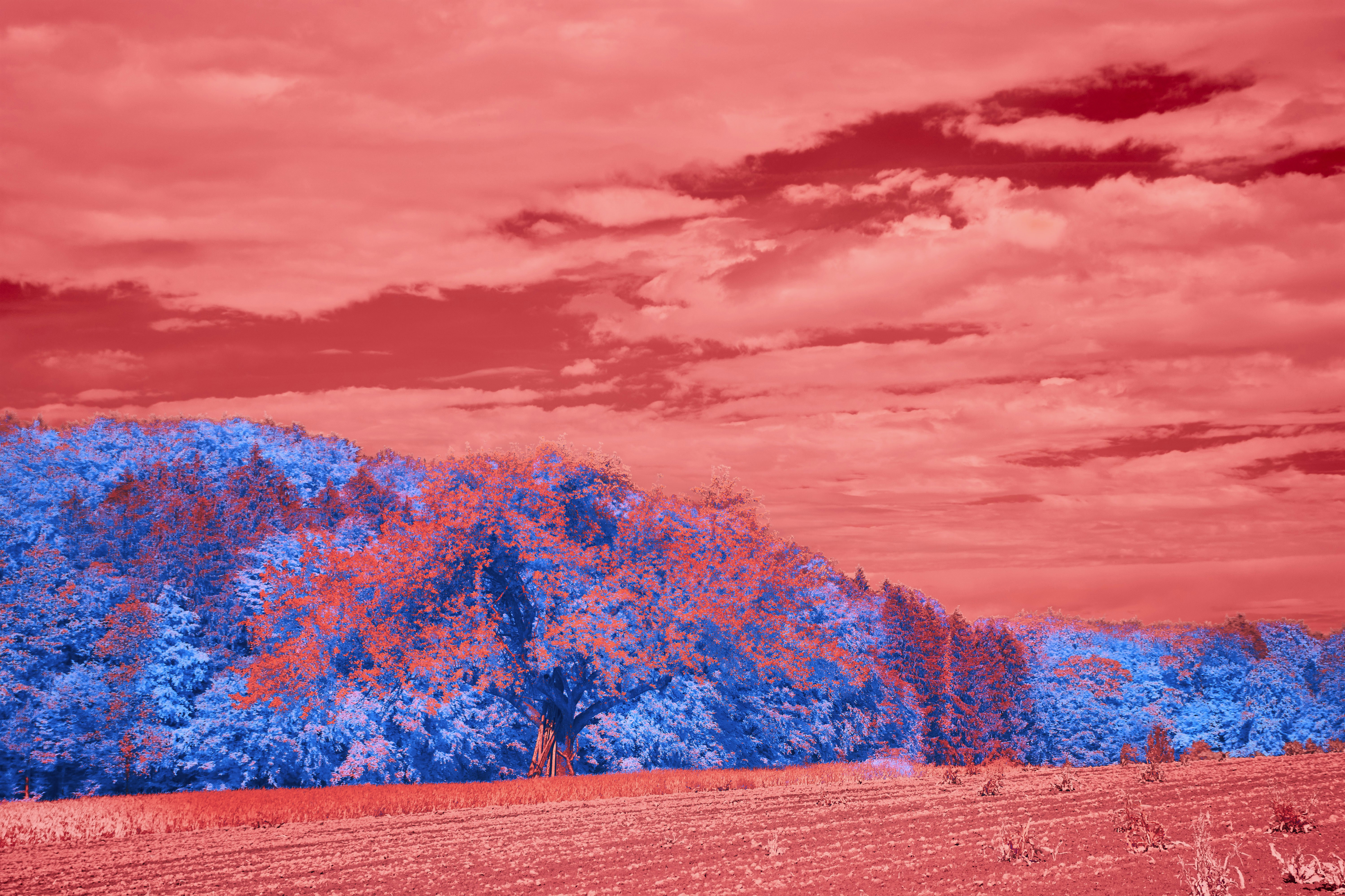 Photo by wolfgang_hasselmann