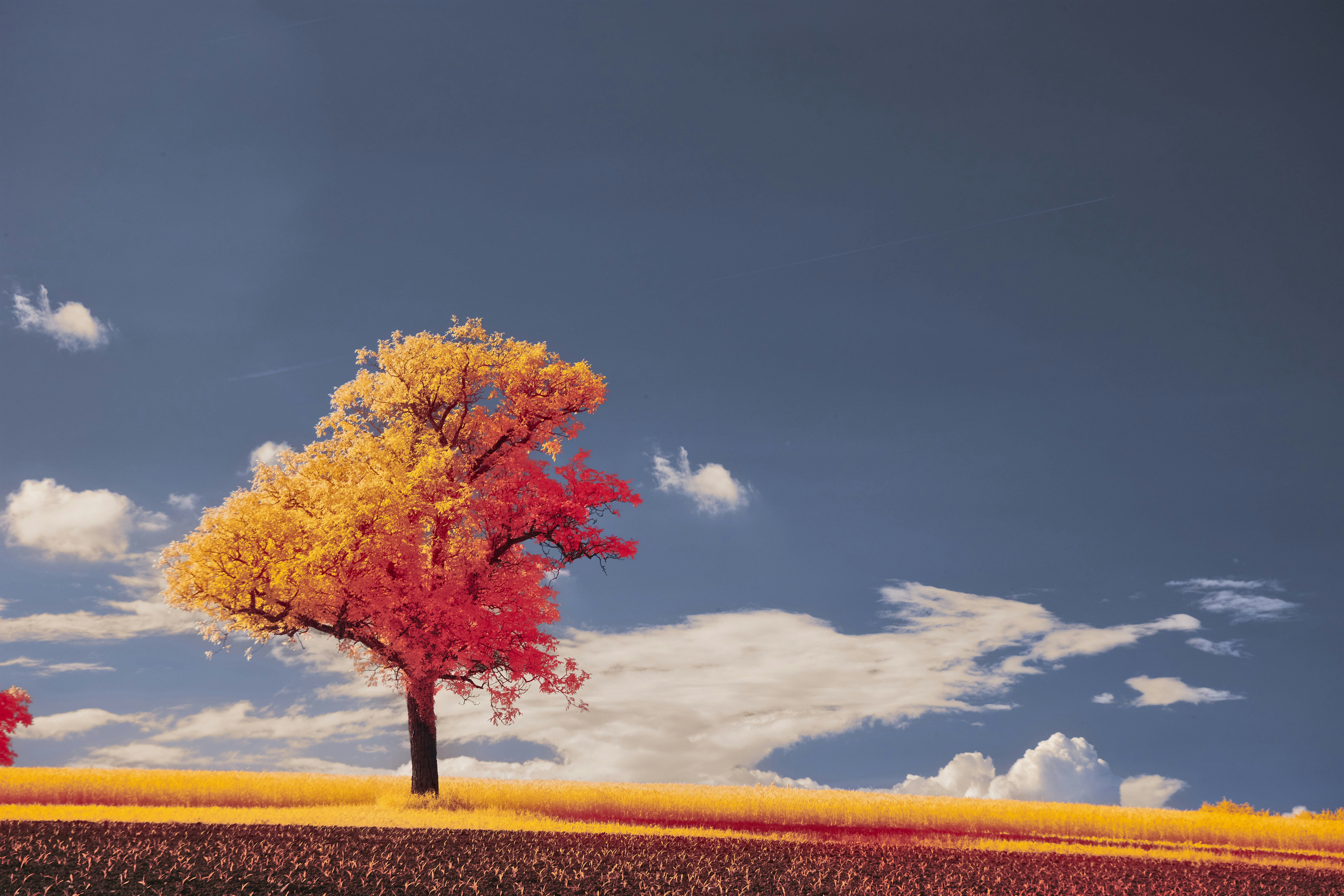 Photo by wolfgang_hasselmann