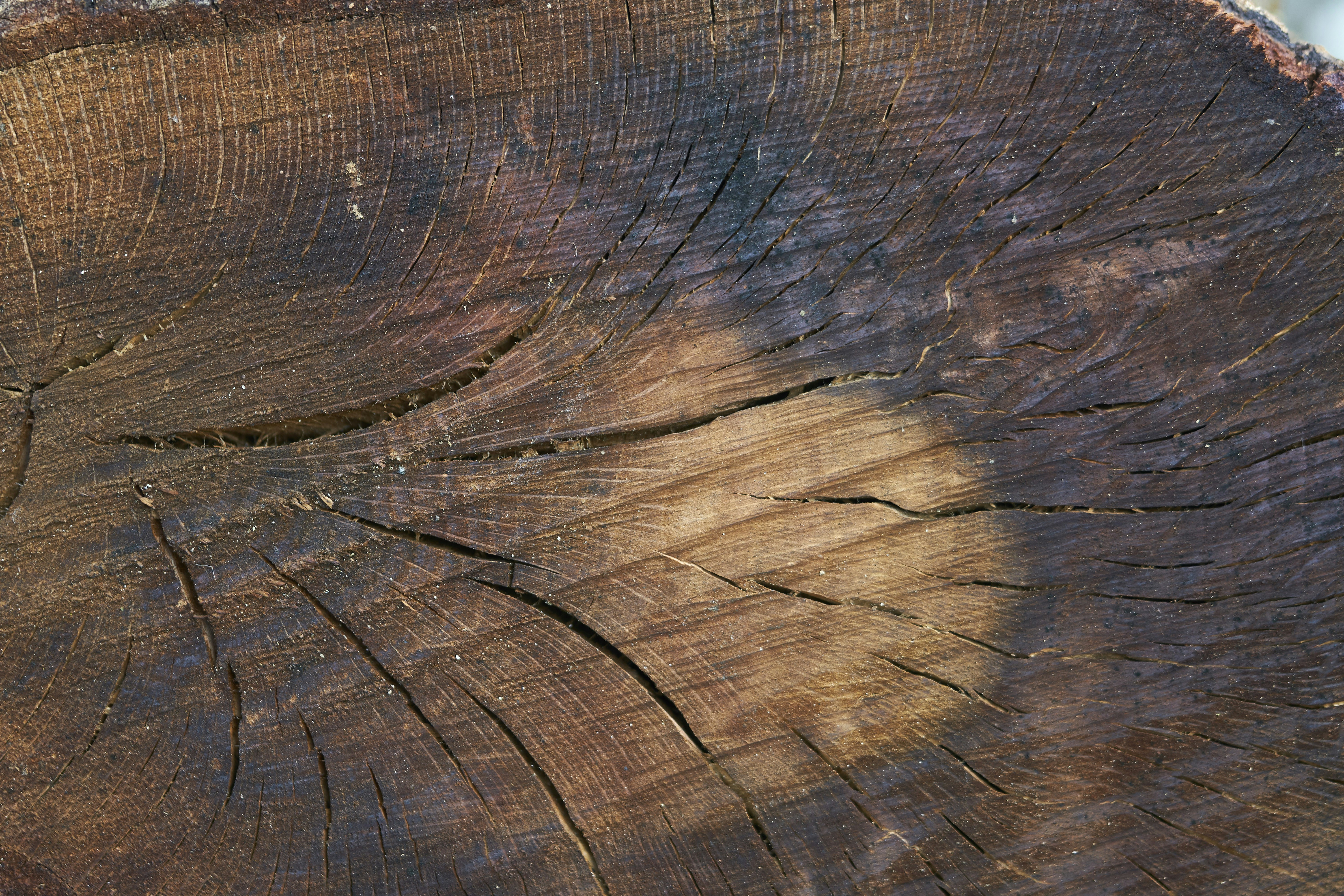 Photo by wolfgang_hasselmann