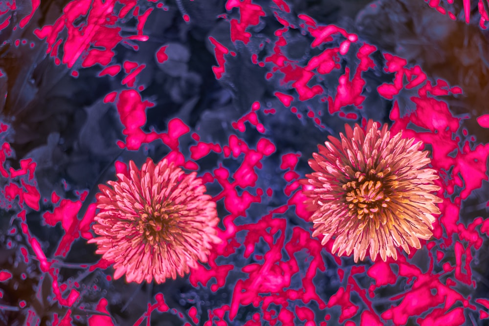 a close up of some flowers