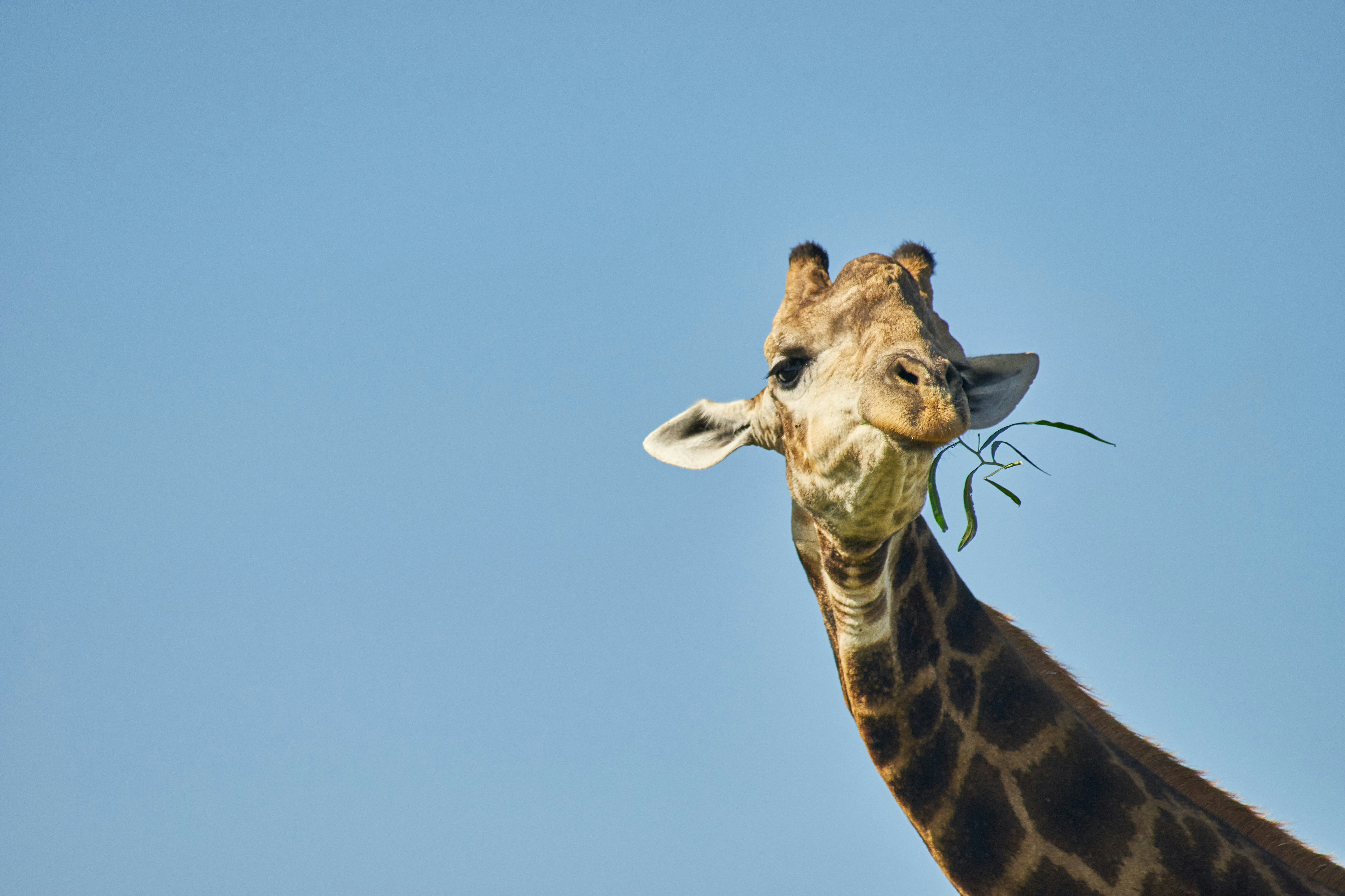 Photo by wolfgang_hasselmann