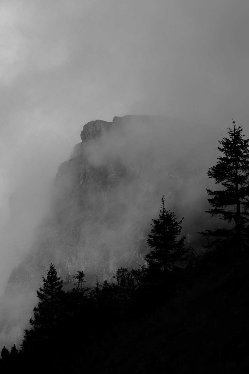 a forest with fog