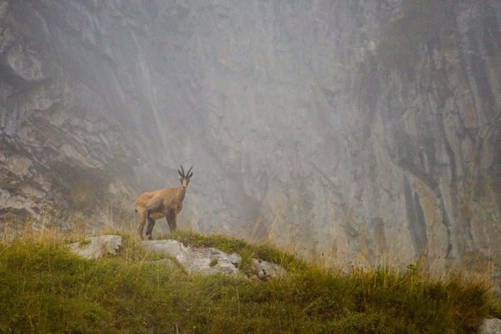 Un cerf sur une colline