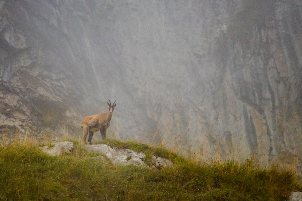 Un ciervo en una colina