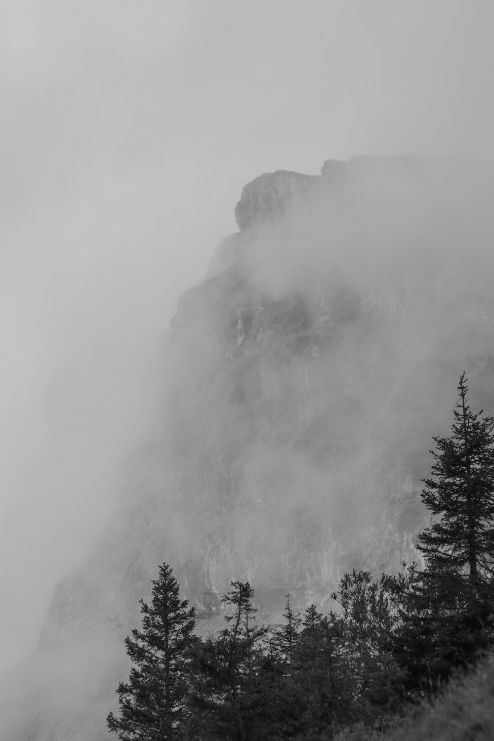 a forest with fog