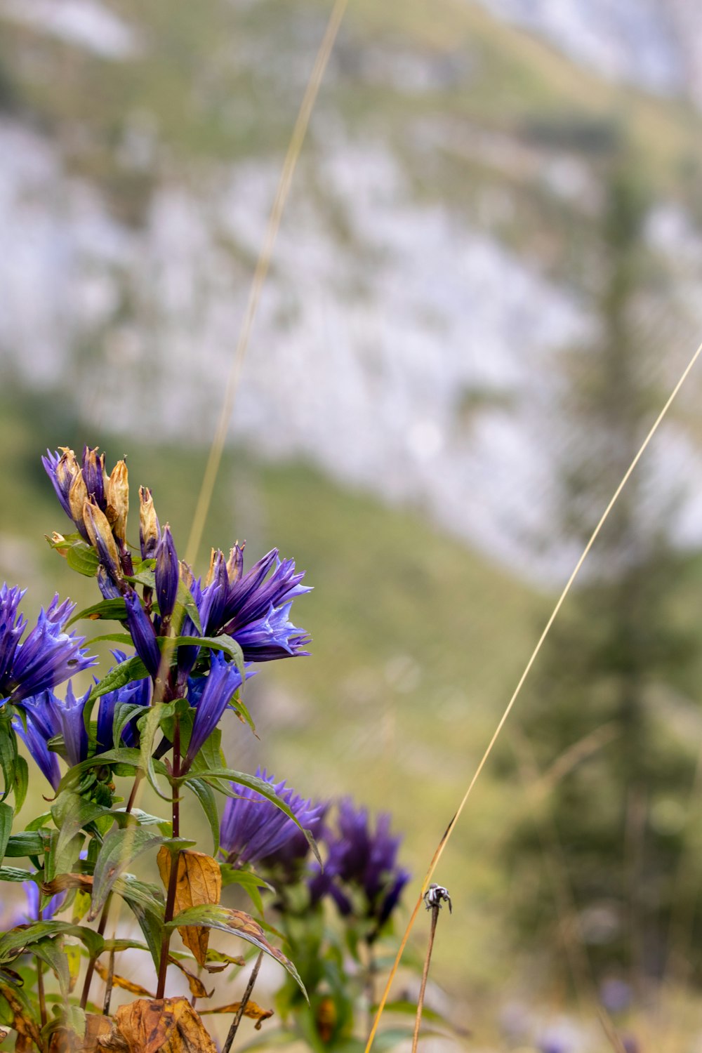 a close up of a flower