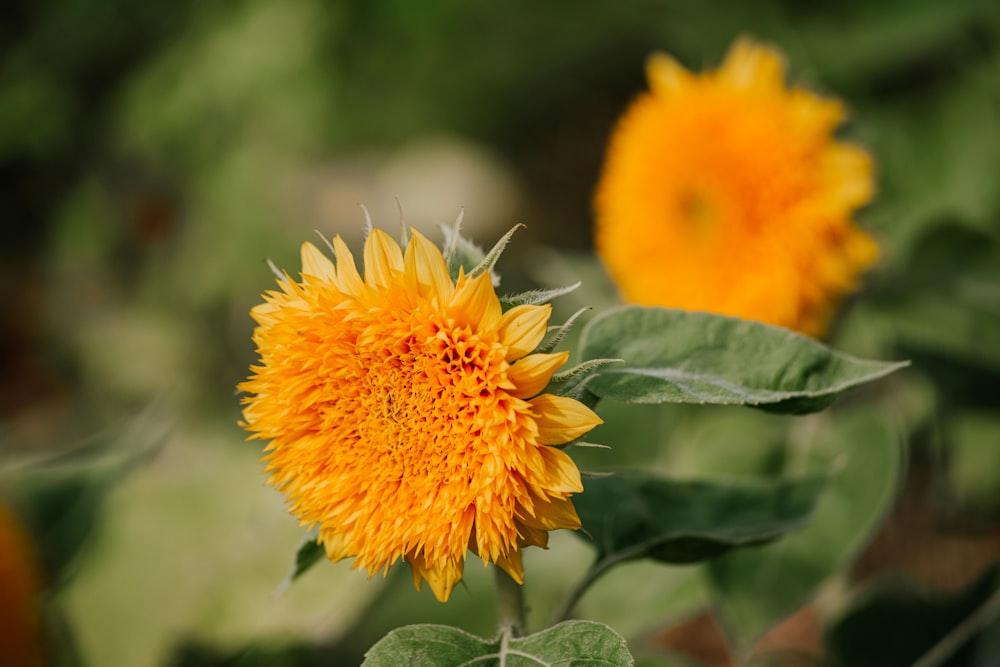 a close up of a flower