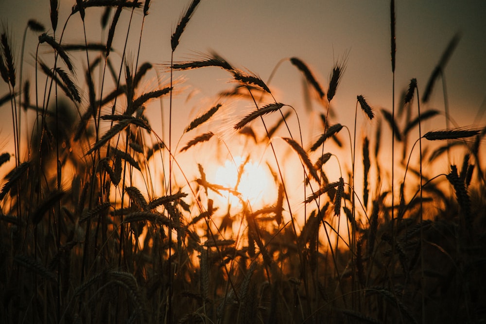 Un campo de trigo con la puesta de sol al fondo