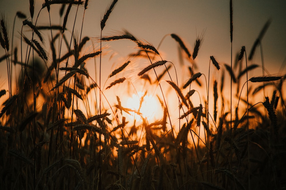 a field of wheat with the sun setting in the background