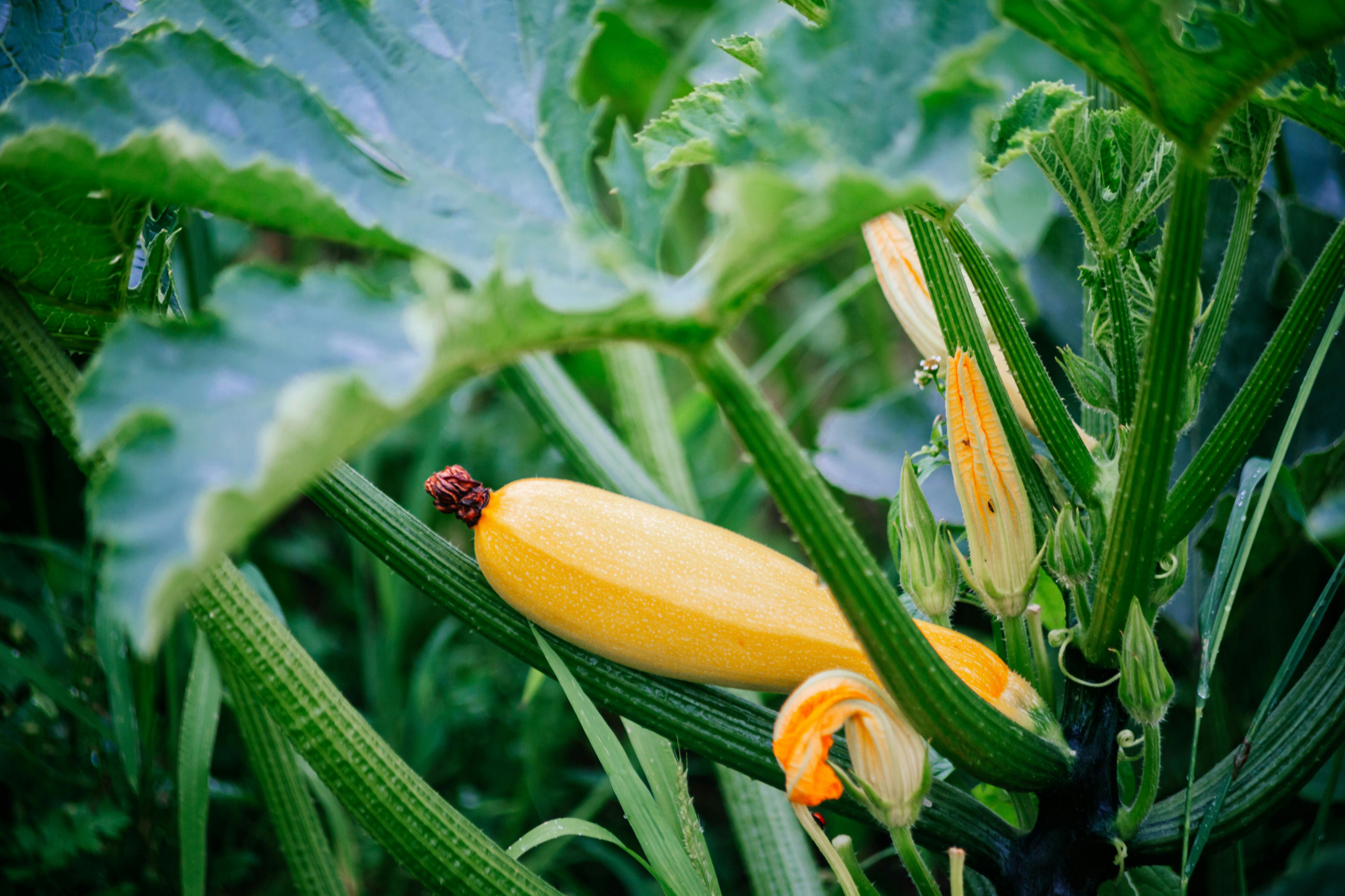 Image of Yellow squash flower with ladybug