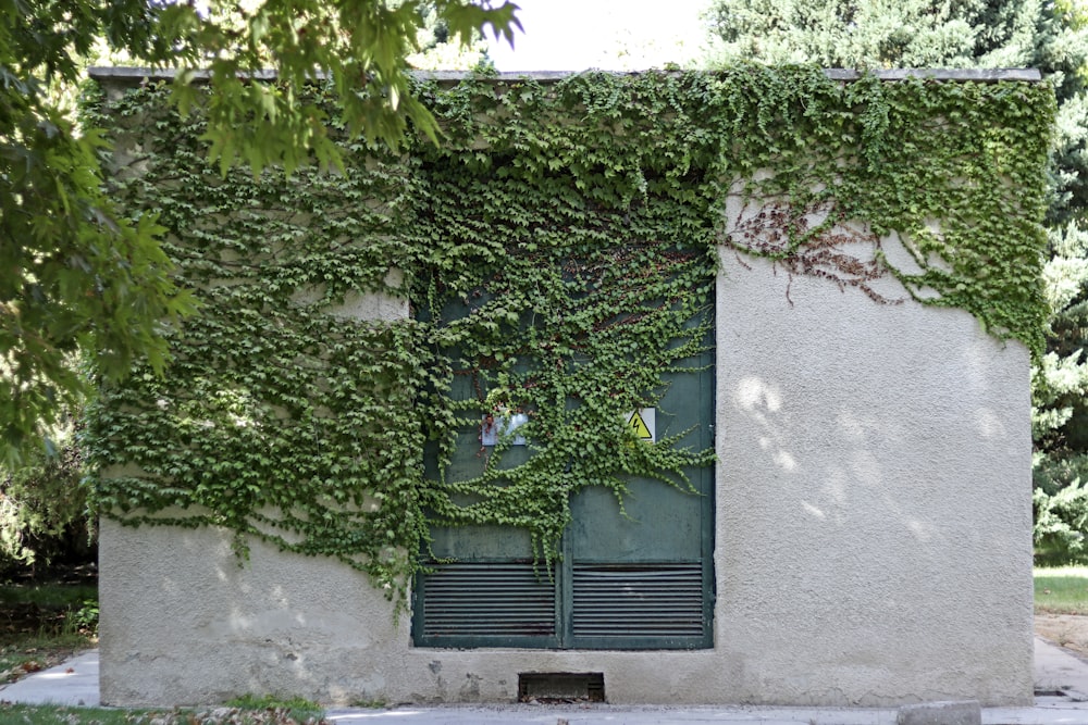 a building with a window and vines growing on it