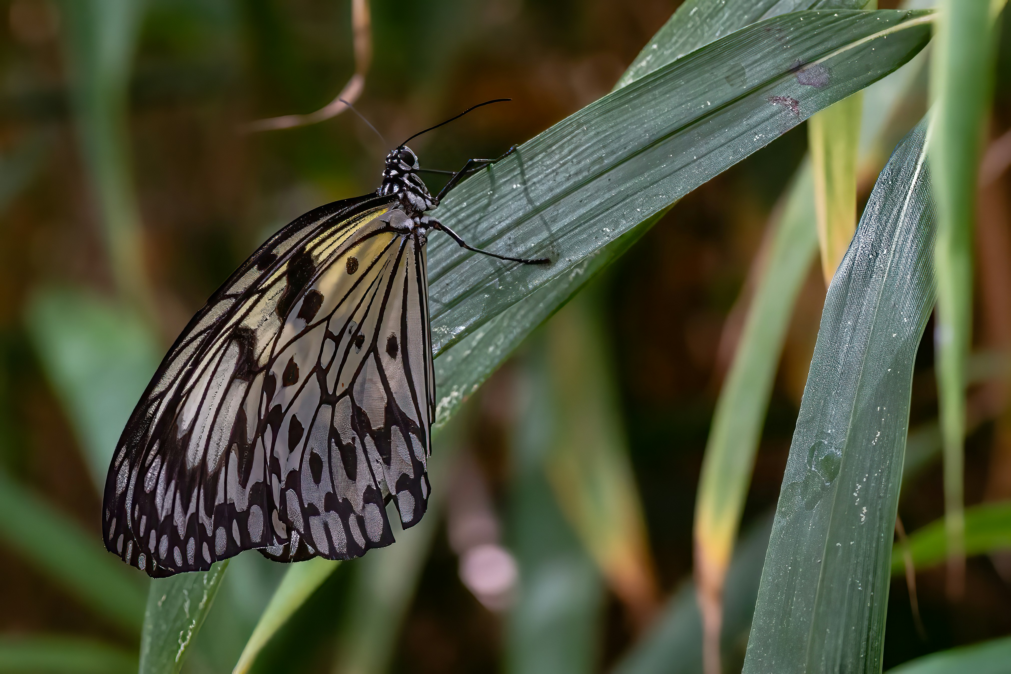 Photo by kennygoossen