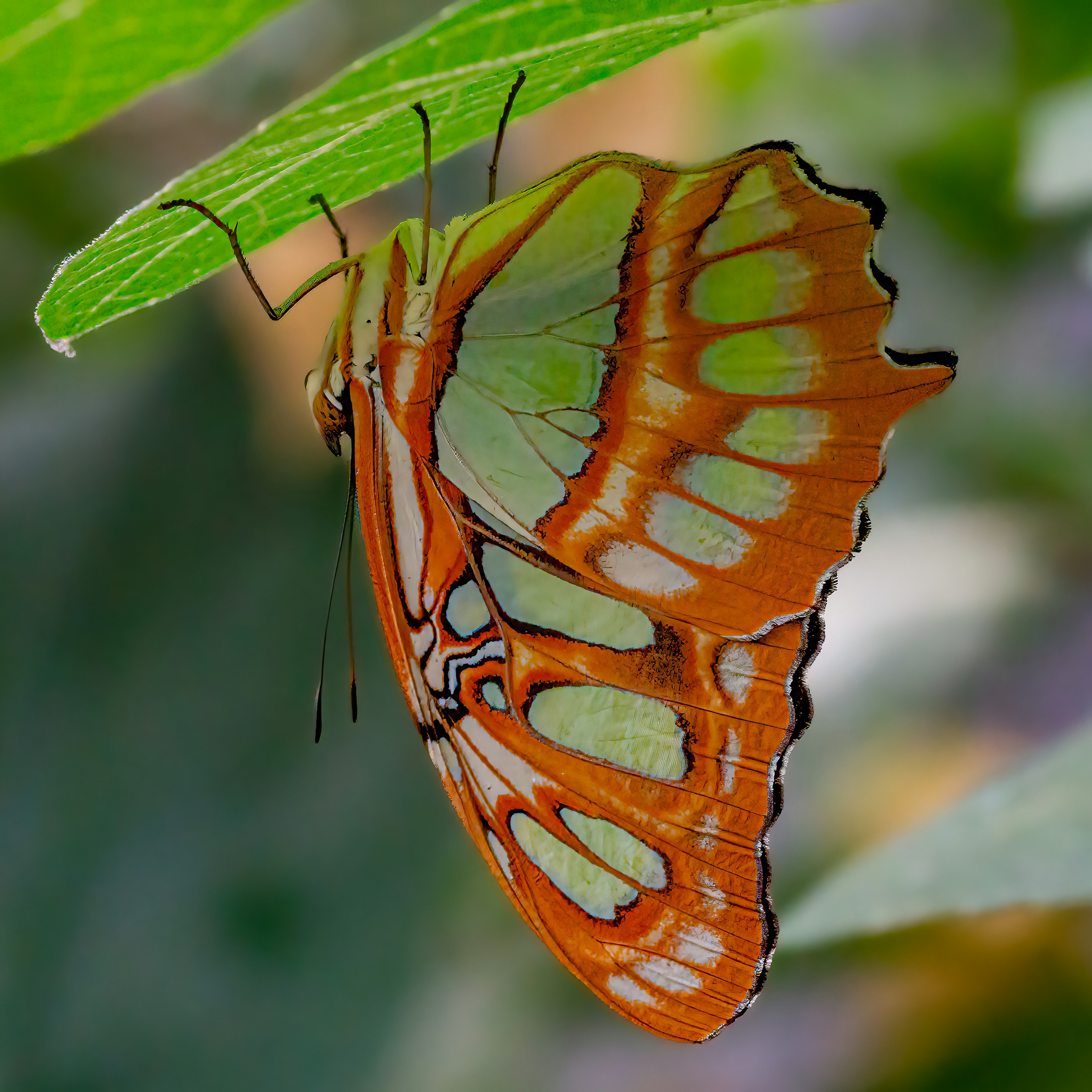 a butterfly on a leaf