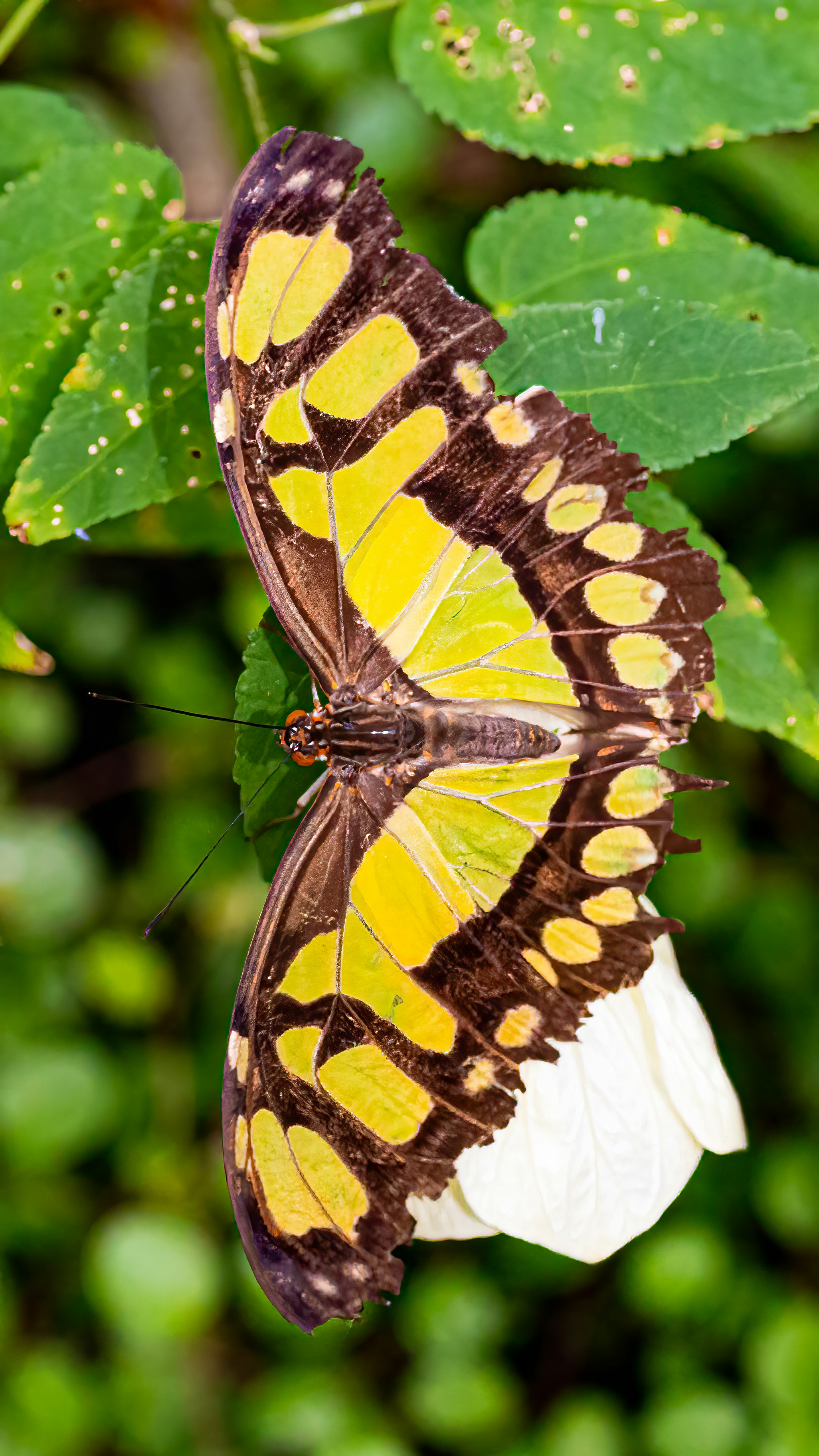 Photo by kennygoossen