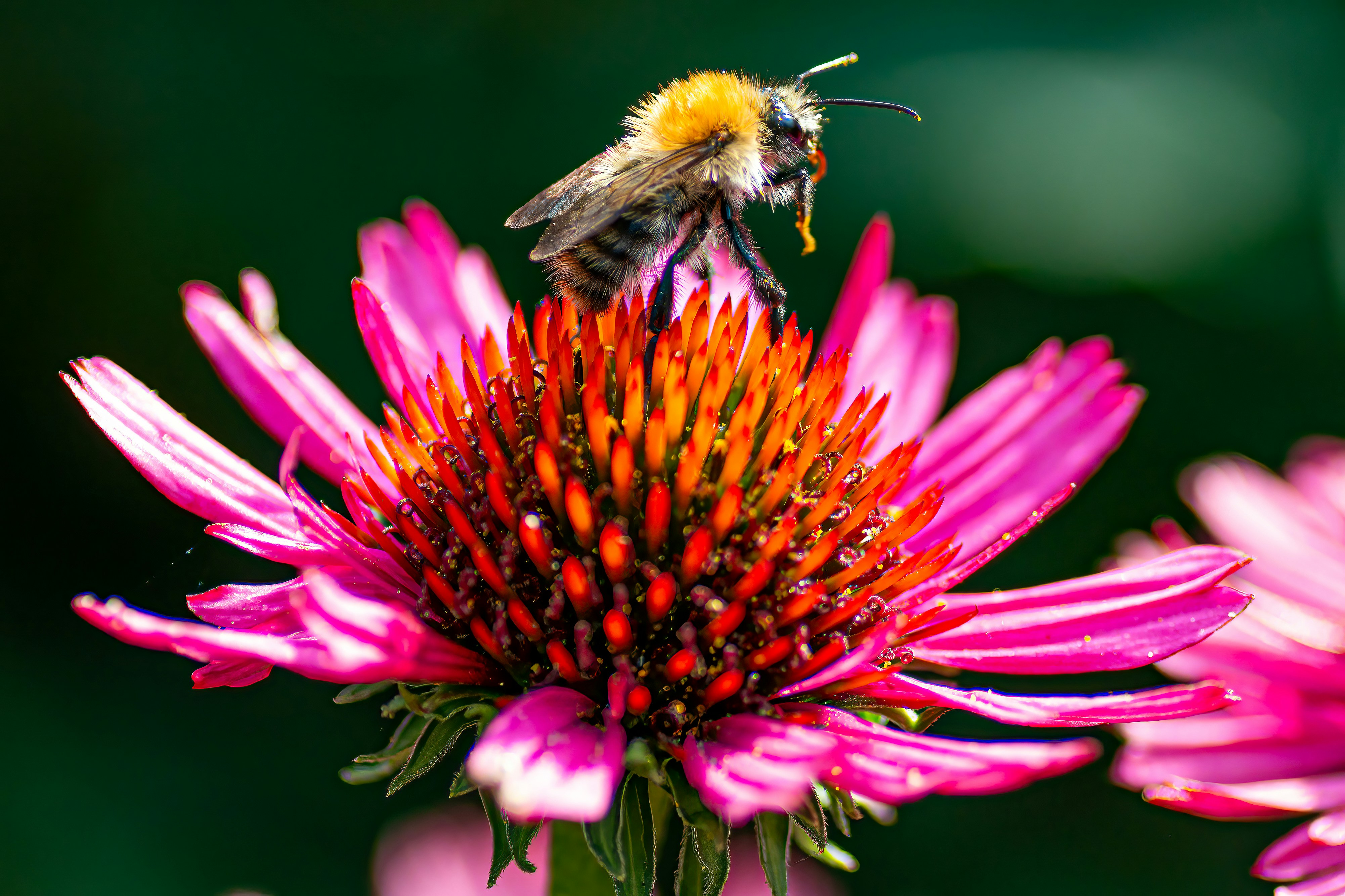 Photo by kennygoossen