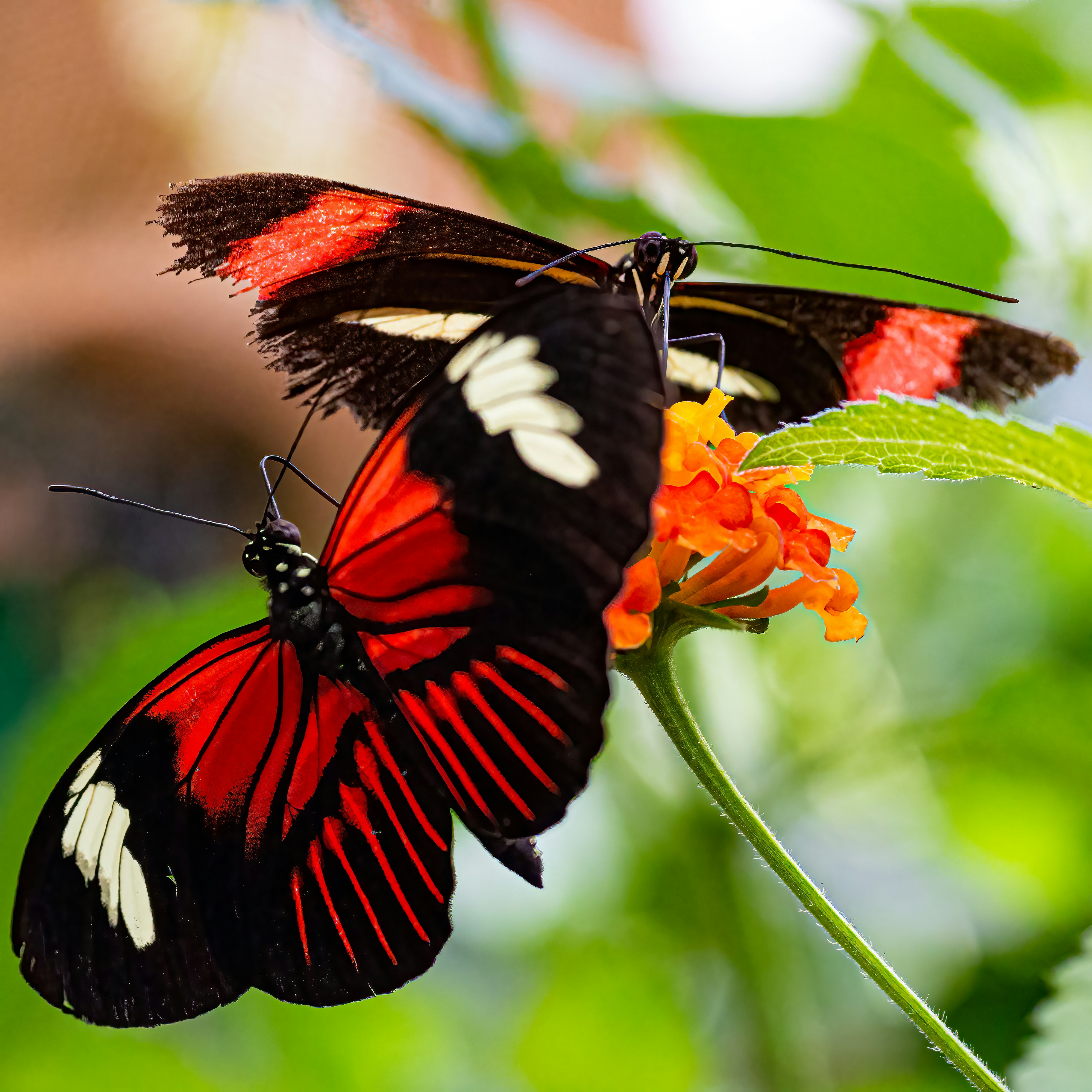 Photo by kennygoossen