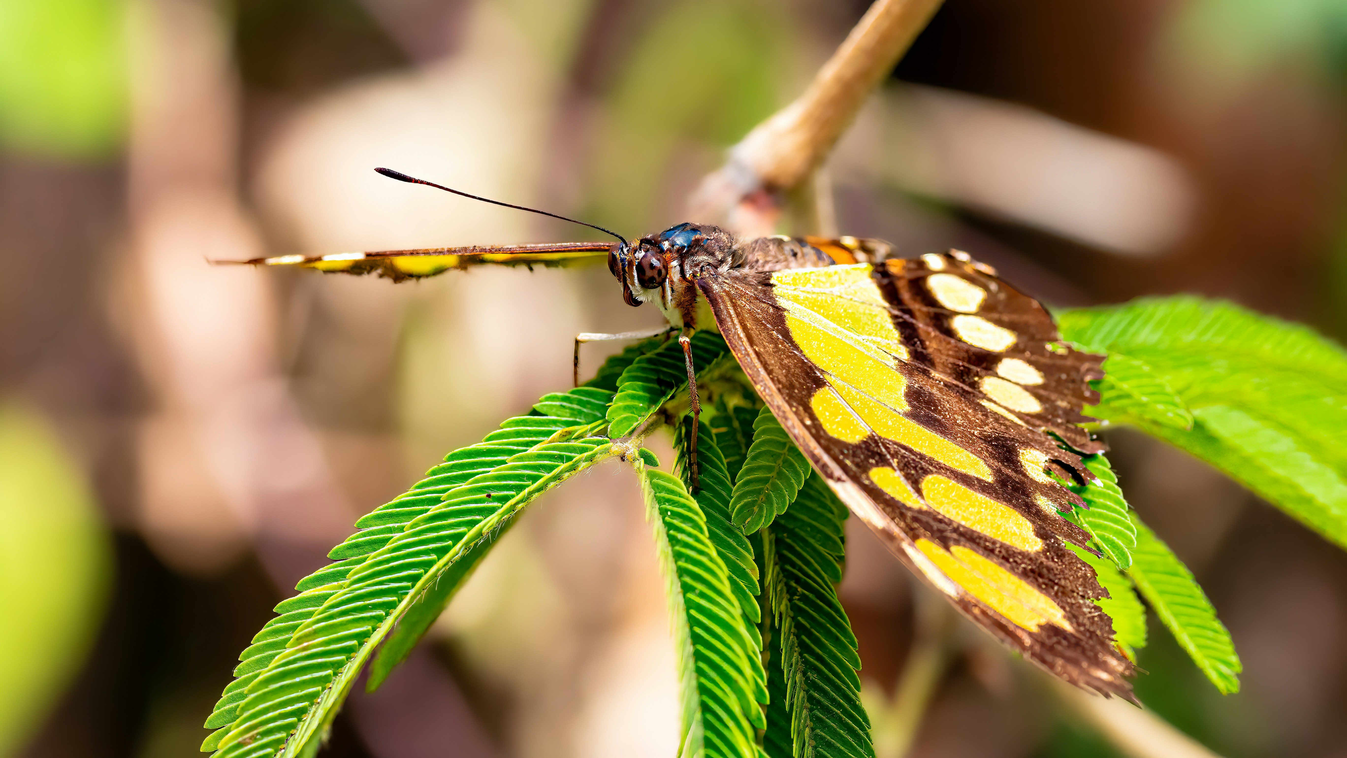 Photo by kennygoossen