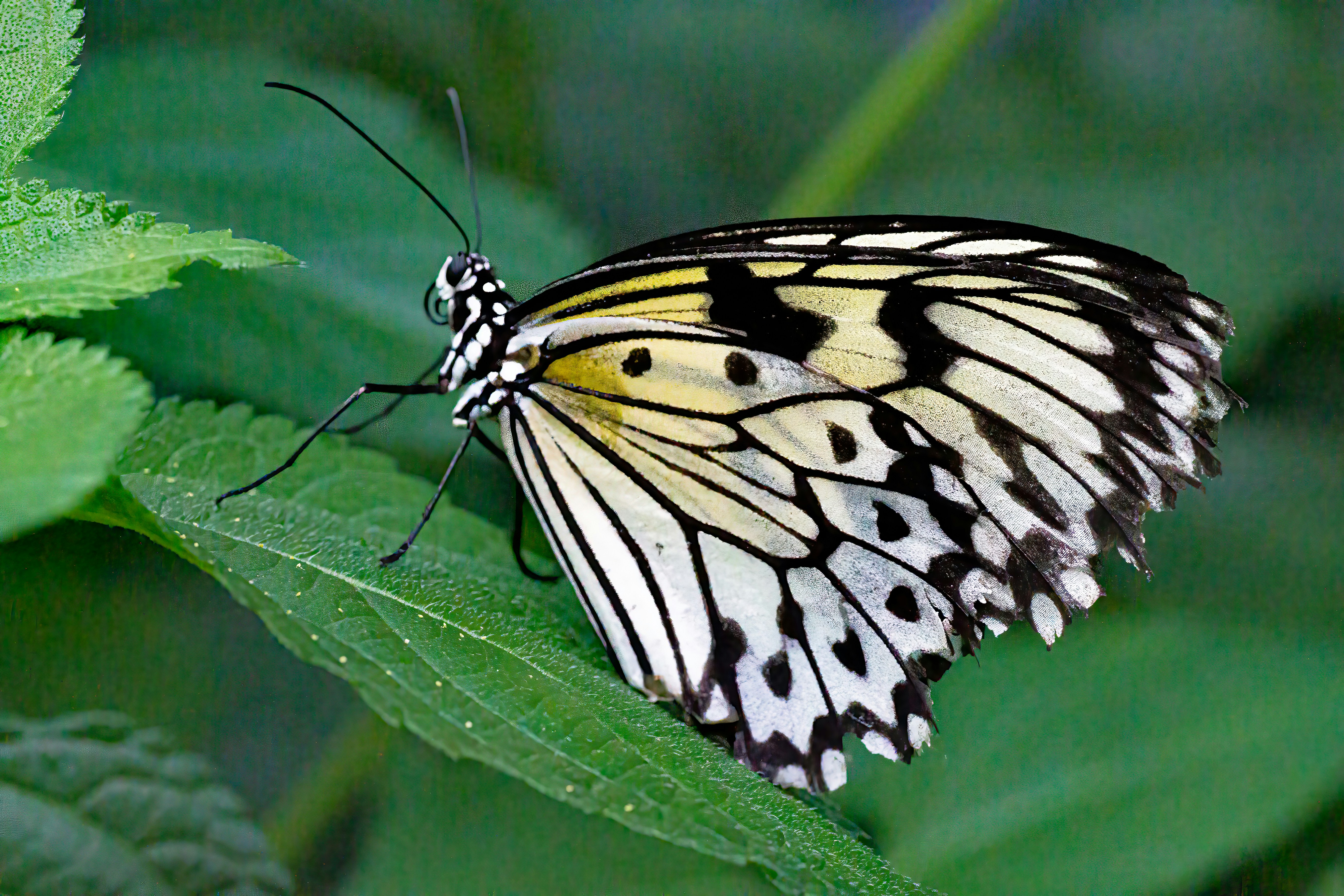 Photo by kennygoossen