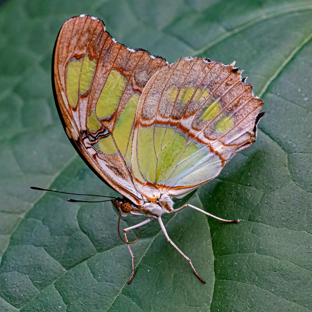 a butterfly on a leaf