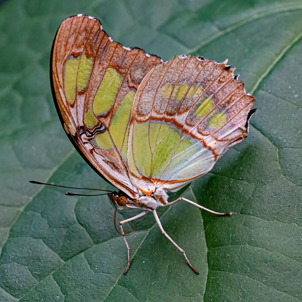 uma borboleta em uma folha