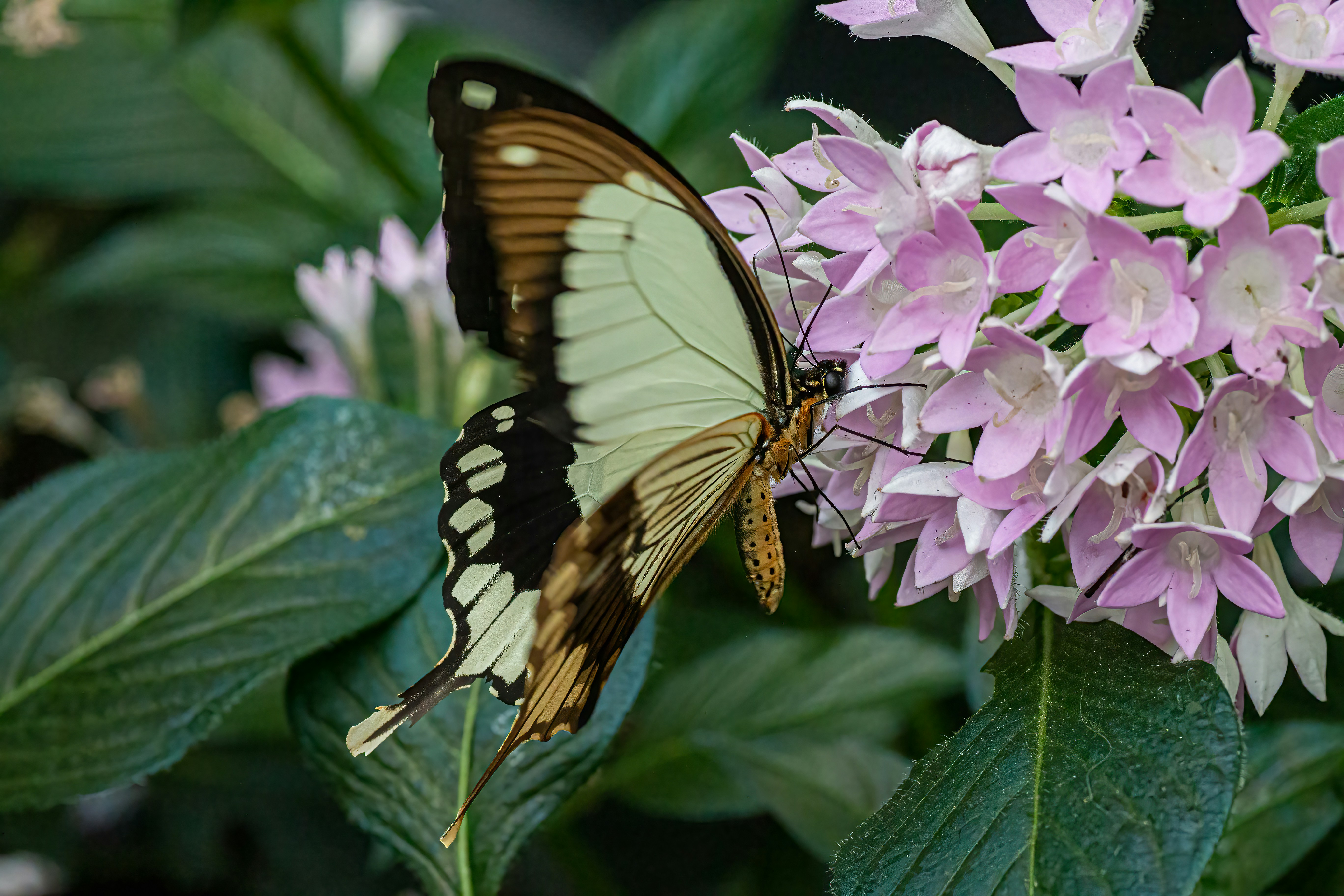 Photo by kennygoossen