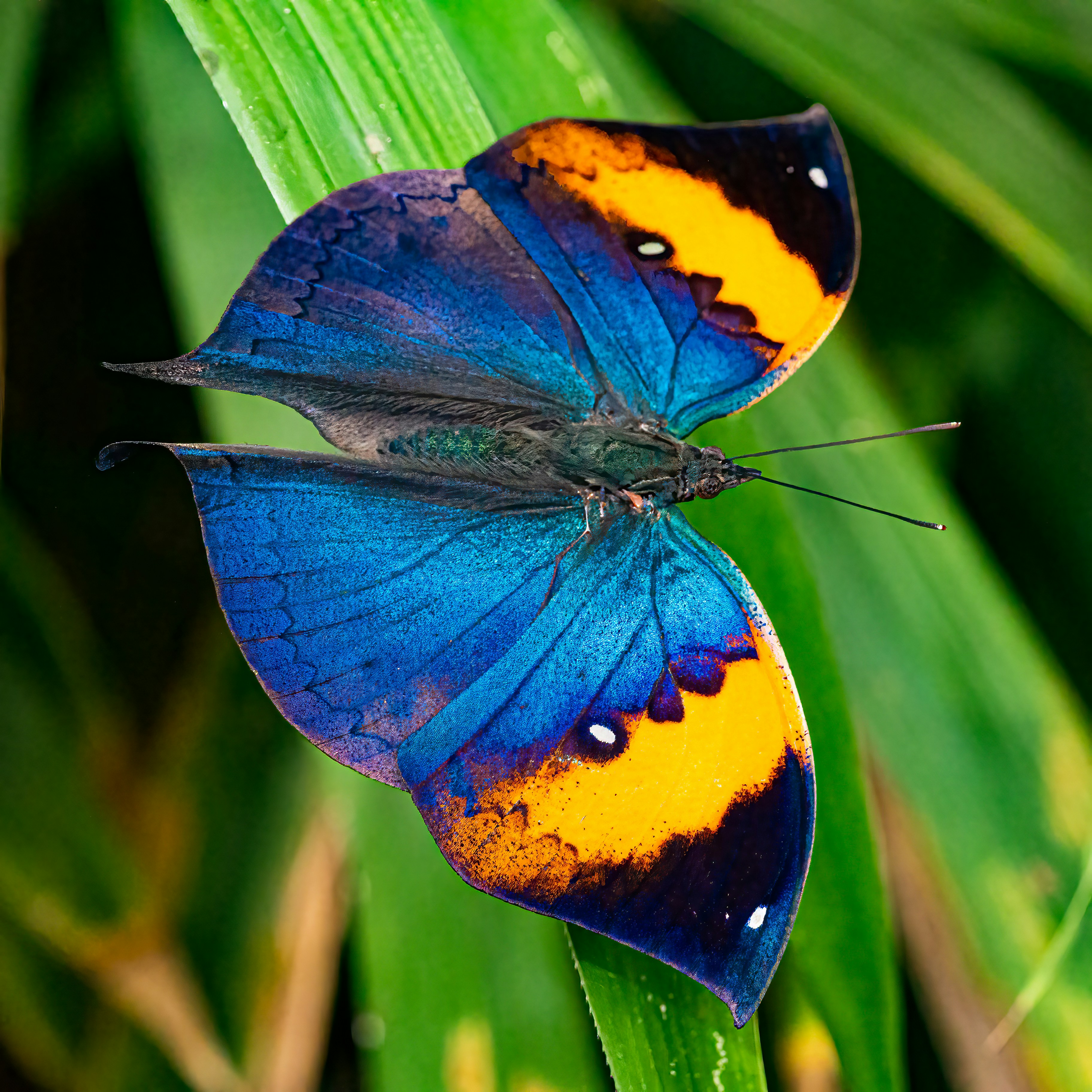 Photo by kennygoossen