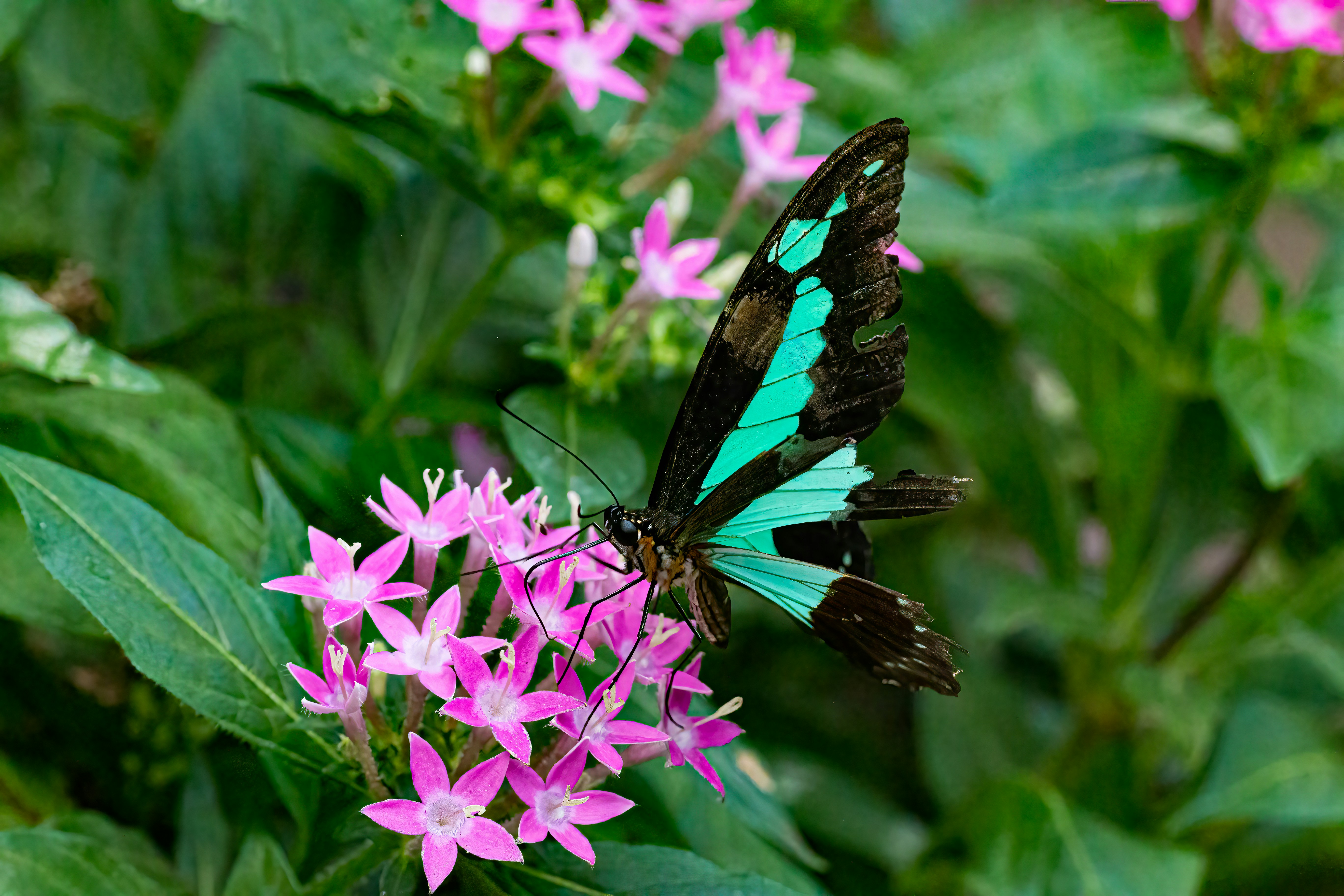 鮮やかなピンクの花の上に休む青い蝶 - Unsplashに収録の無料写真