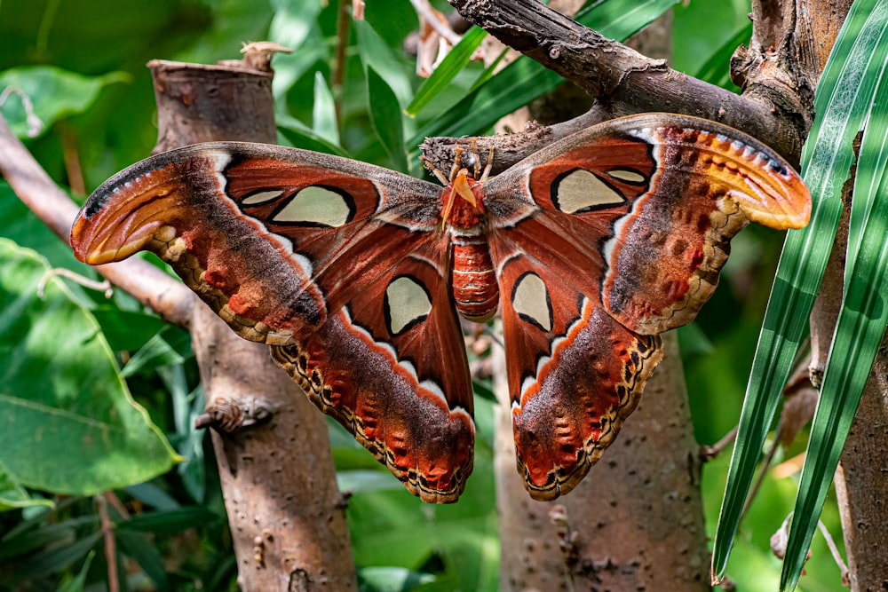 una mariposa en una rama