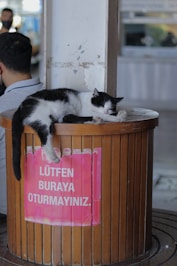 a cat sitting on a table