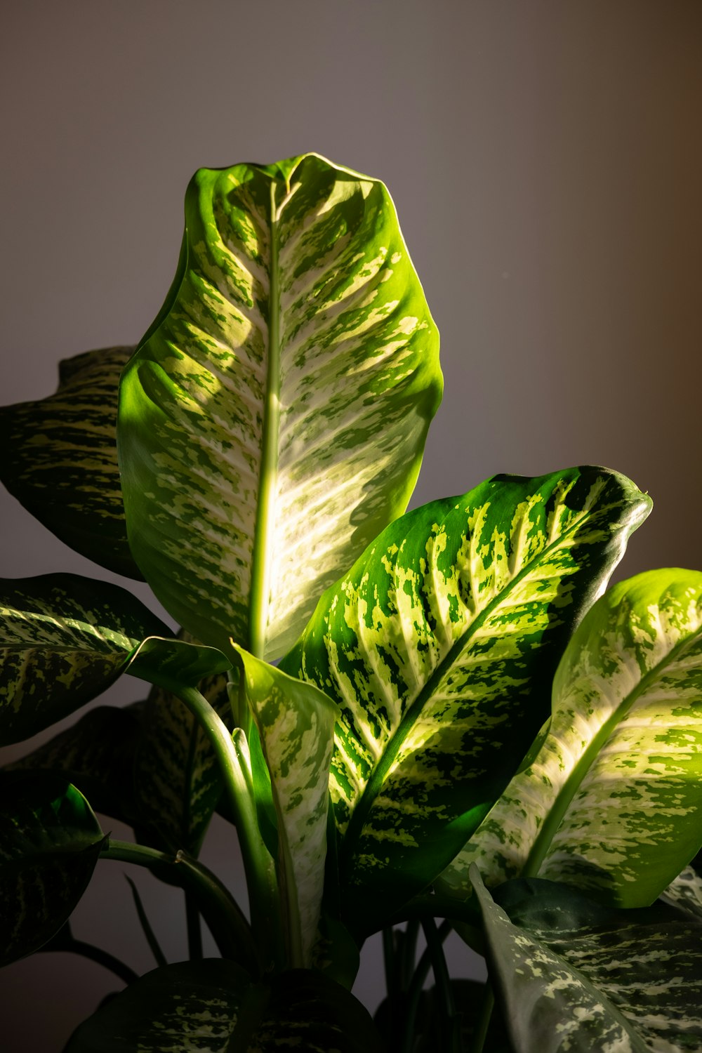 a group of green plants