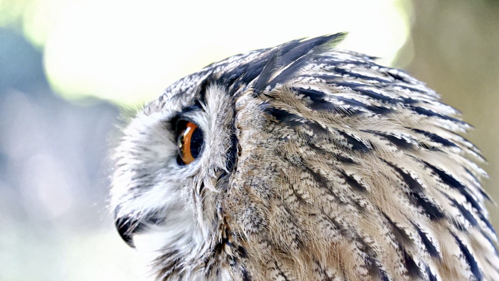 a close up of a bird