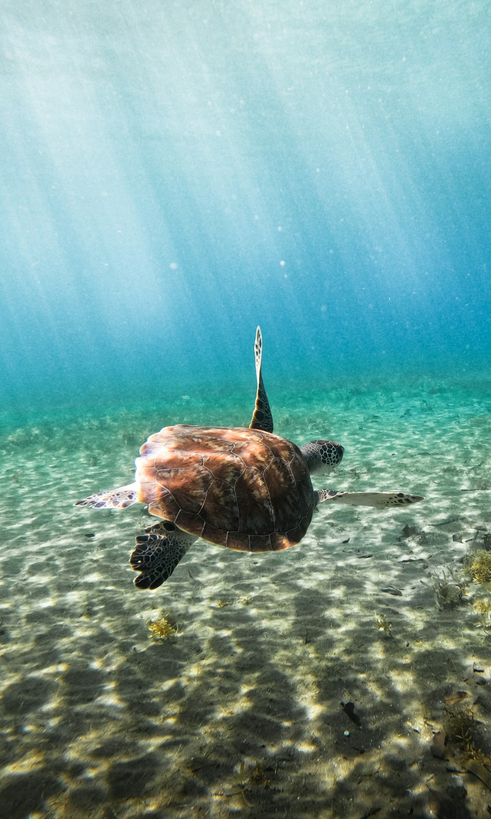 a turtle swimming in the water