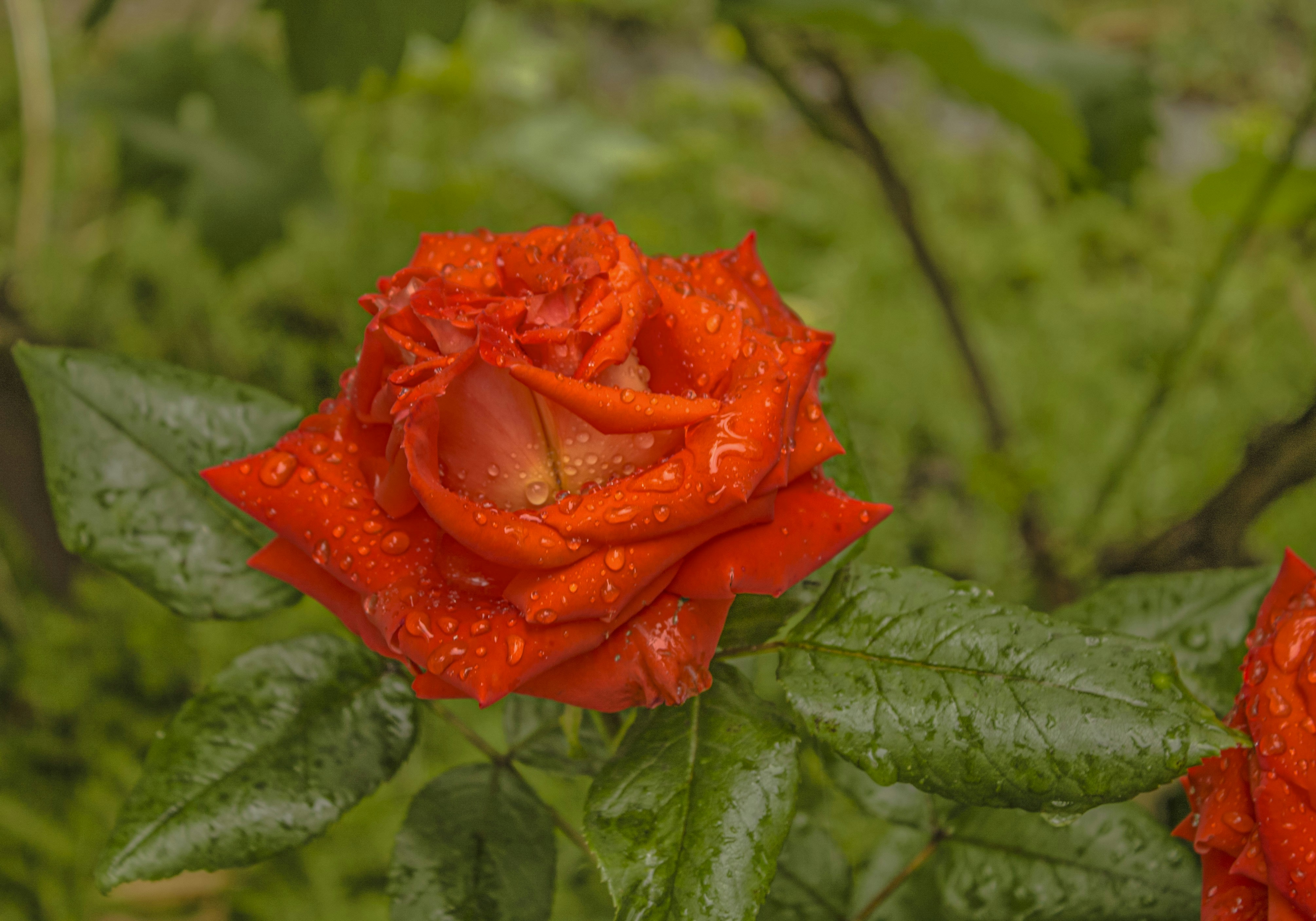 Photo by olgamusiichuck