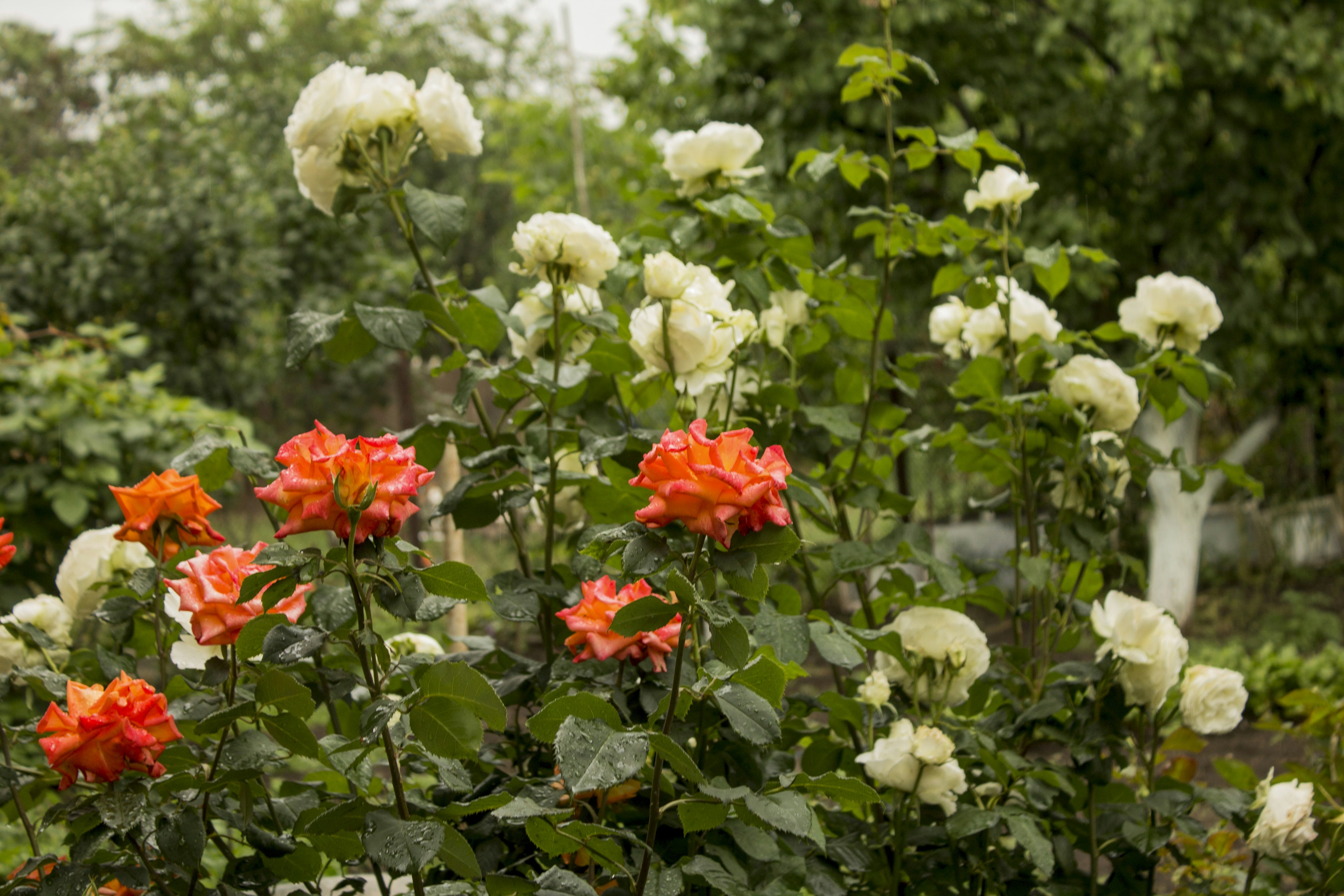 Photo by olgamusiichuck