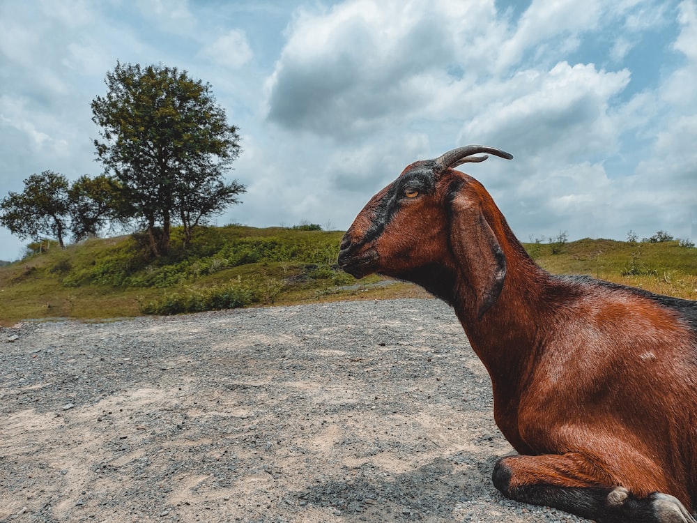 a goat lying on the ground