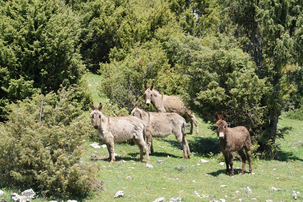 un gruppo di animali che camminano sull'erba