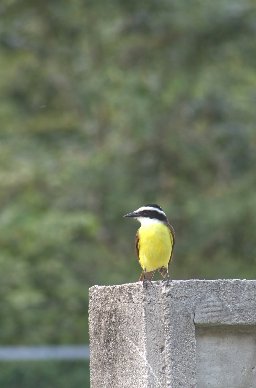 a yellow and black bird on a post