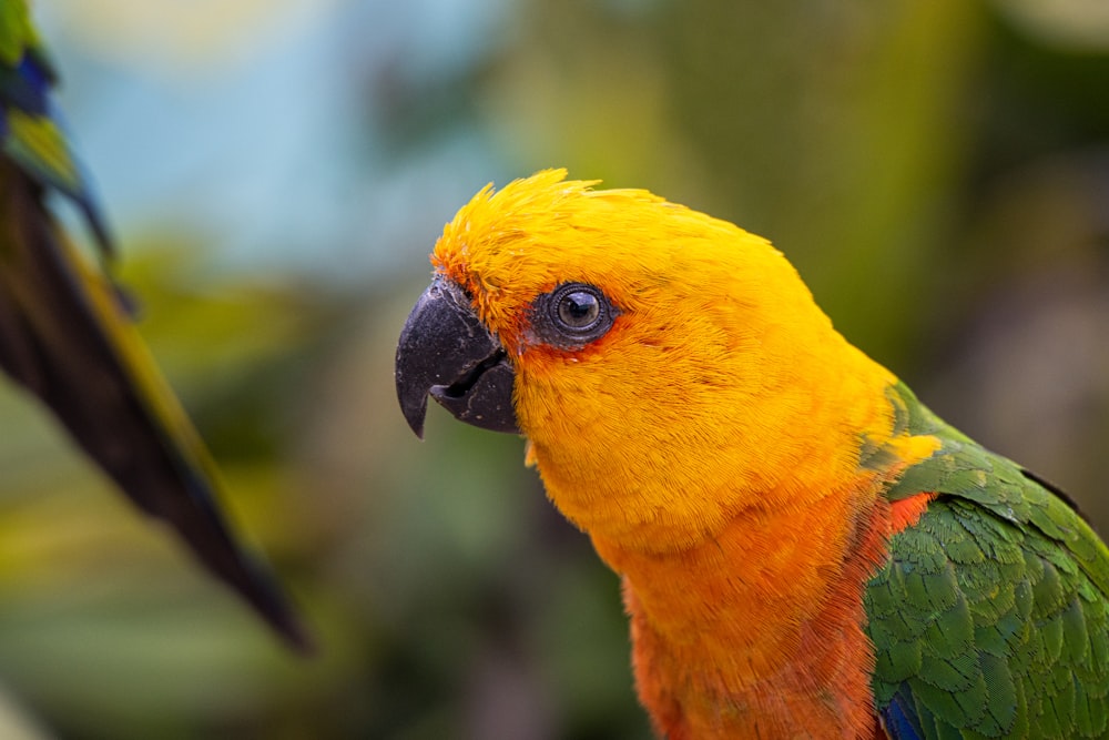 a bird with a yellow and green head