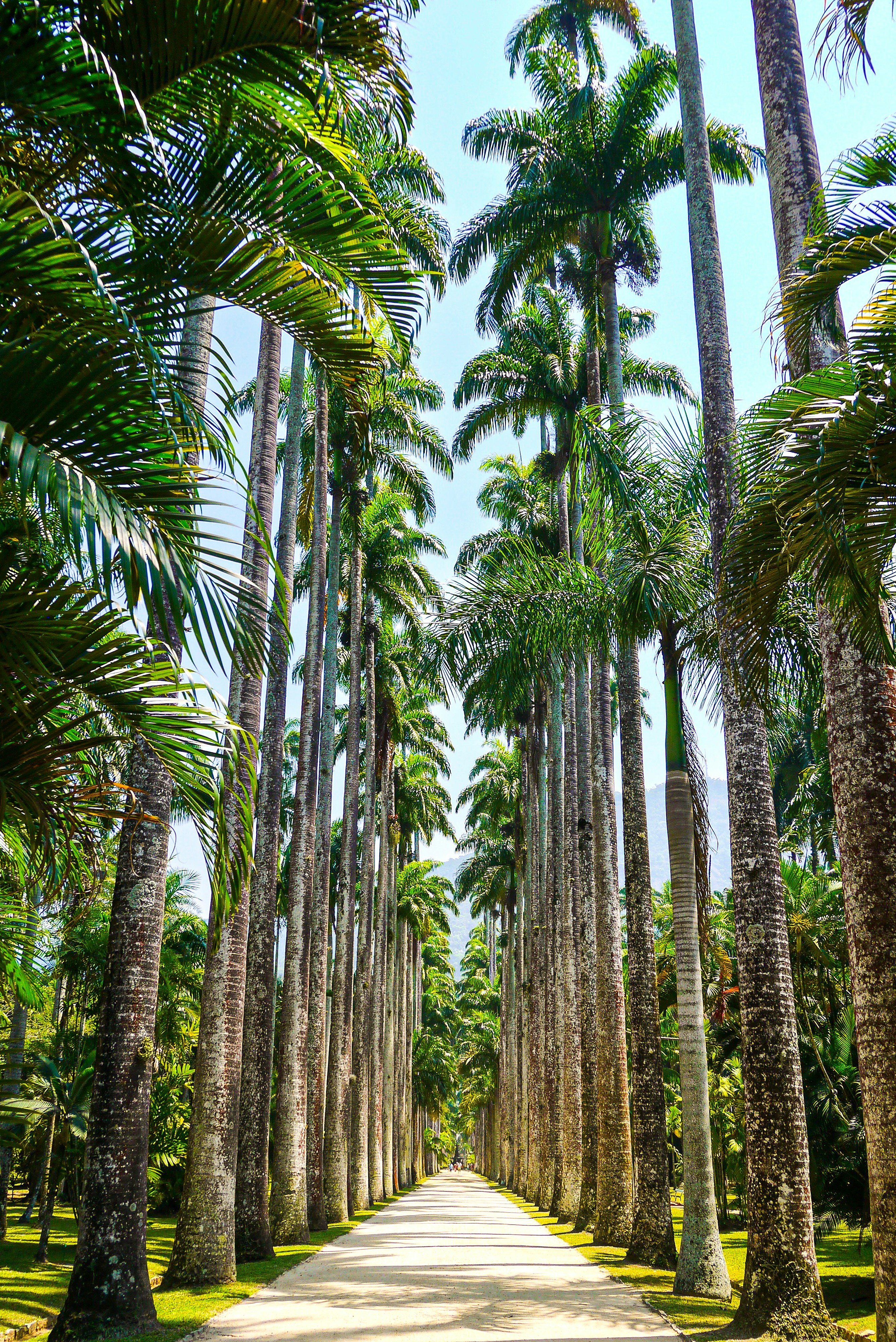 A path with palm trees on either side of it photo – Free Rio de janeiro ...