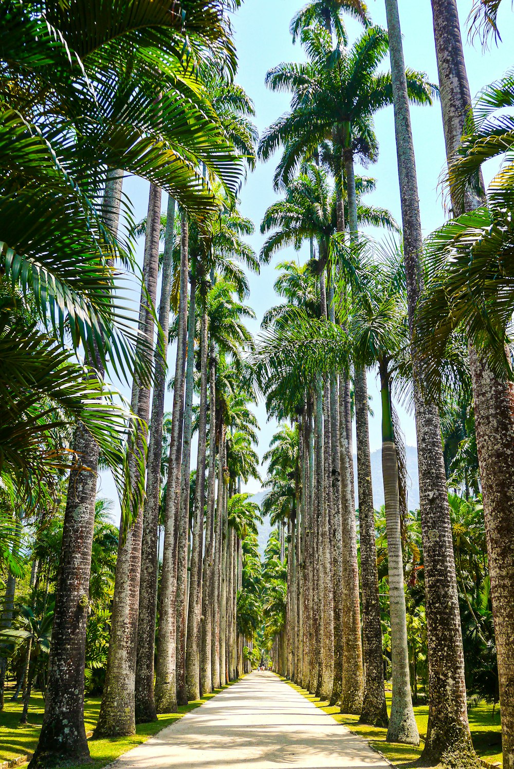 a path with palm trees on either side of it