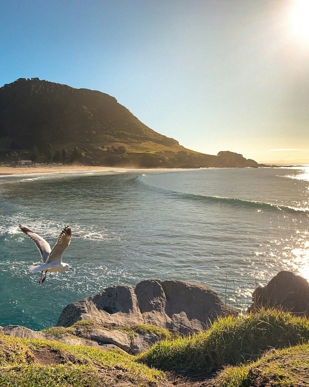 a bird flying over a beach