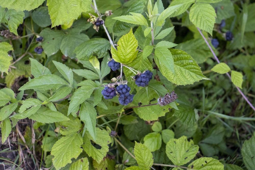 a group of blue berries on a bush