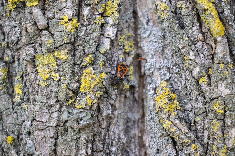 a ladybug on a tree