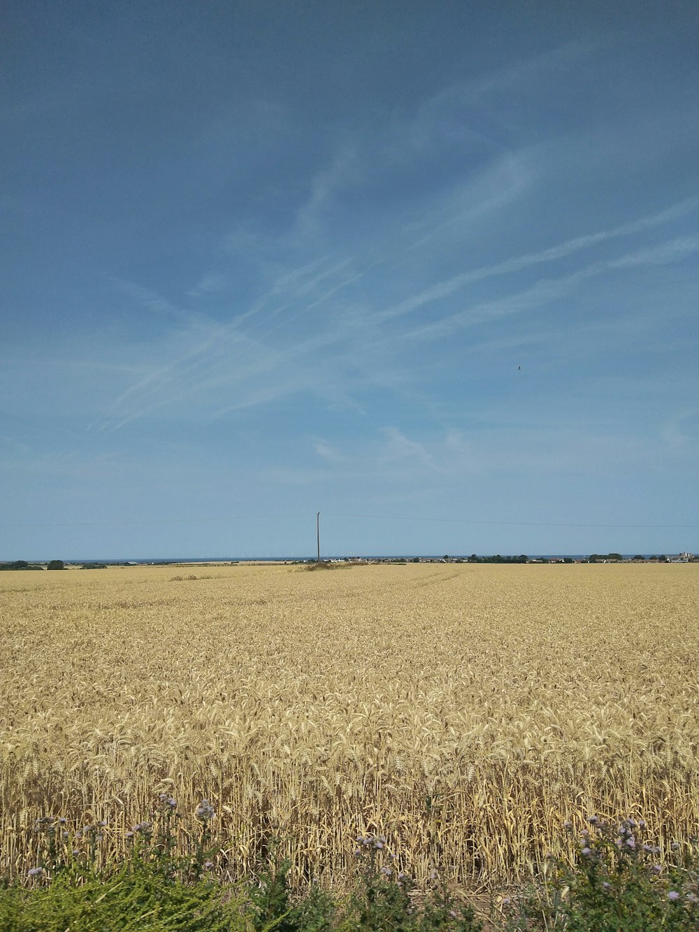 Ein Weizenfeld mit blauem Himmel im Hintergrund