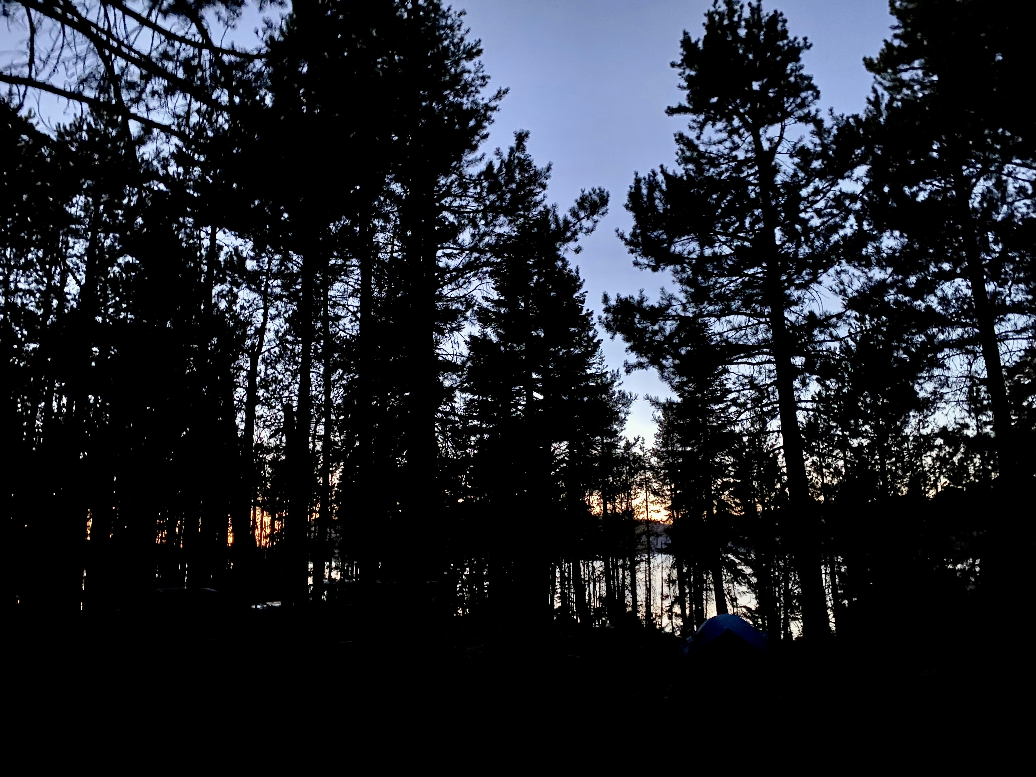 Loon Lake, California, sunset, pines, redwood, cedar, evergreen 