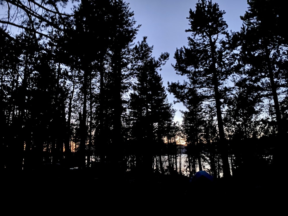 a group of trees with the sun behind them