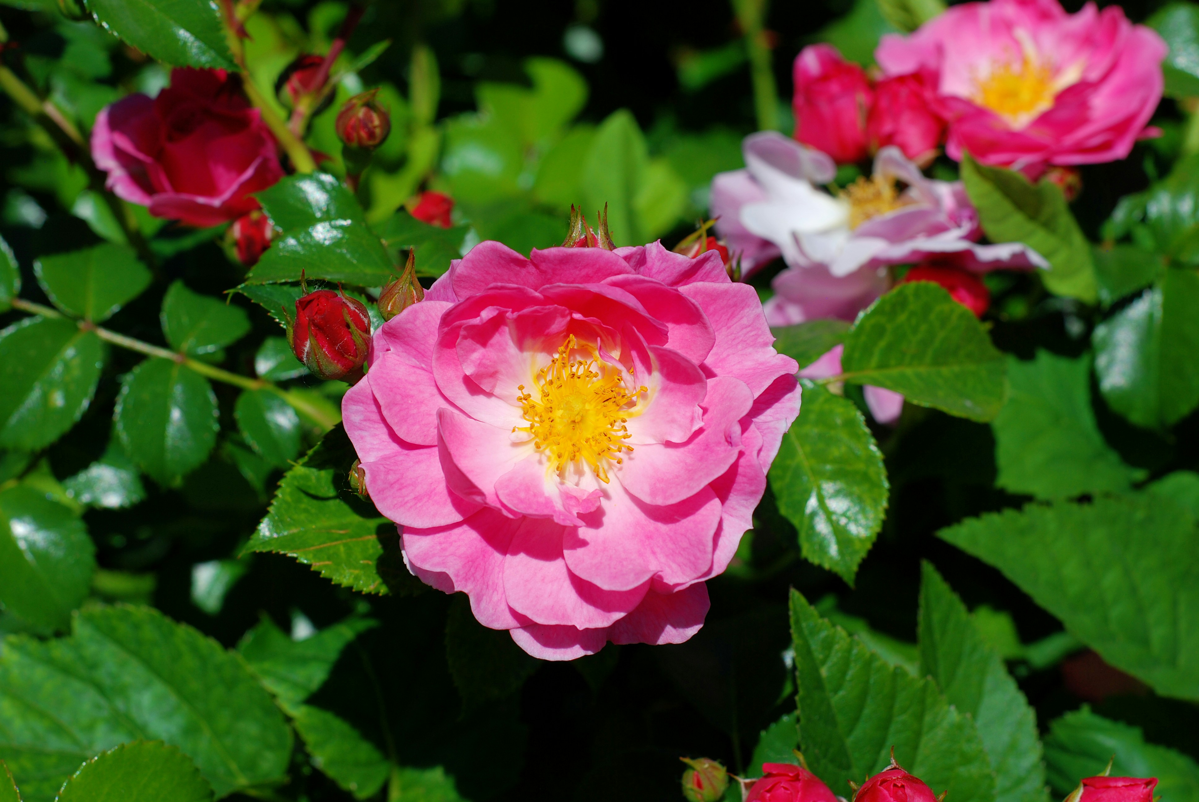 Photo by kovalskihelga